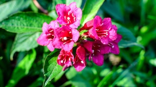 Weigelie „Florida“ 