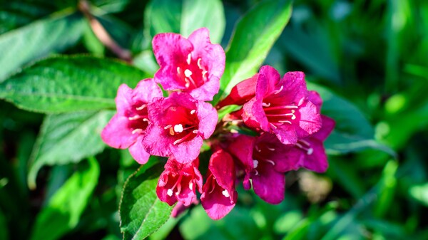 Weigelie Pflanz und Pflegetipps für Garten und Balkon