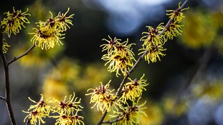 Die Zaubernuss oder auch Hamamelis ist ein Winterblüher und erfreut und mit gelben, orangen oder roten Blüten