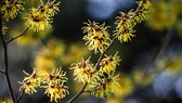 Die Zaubernuss oder auch Hamamelis ist ein Winterblüher und erfreut und mit gelben, orangen oder roten Blüten