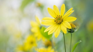 Mädchenauge (Coreopsis)
