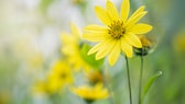 Mädchenauge (Coreopsis)