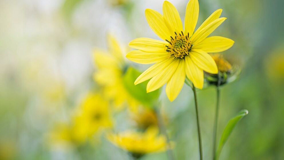 Mädchenauge (Coreopsis)