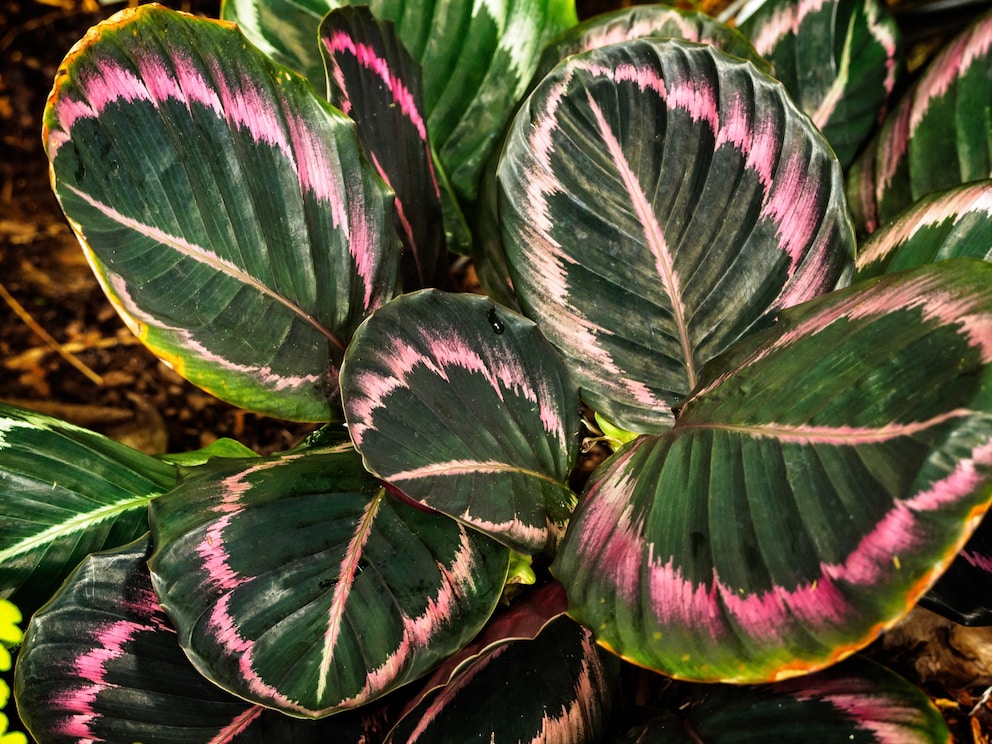 Calathea  die Zimmerpflanze, die sich stndig bewegt