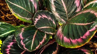 Calatheas werden auch Korbmaranten genannt