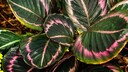 Calatheas werden auch Korbmaranten genannt