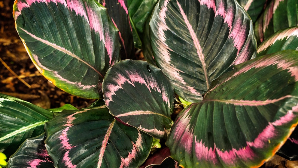 Calatheas werden auch Korbmaranten genannt