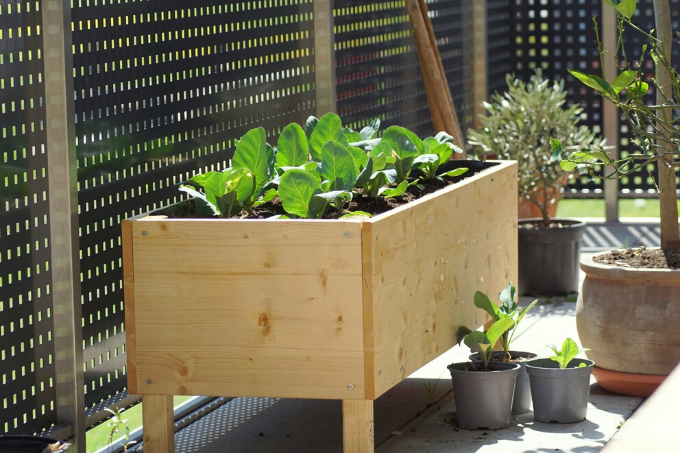 Pflanzkasten zum Gemüseanbau auf dem Balkon