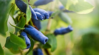 Die Honigbeere, auch Maibeere genannt, besticht durch ihre frühe Reifezeit