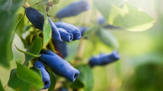 Die Honigbeere, auch Maibeere genannt, besticht durch ihre frühe Reifezeit