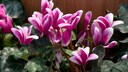 Zimmer-Alpenveilchen (Cyclamen Persicum)