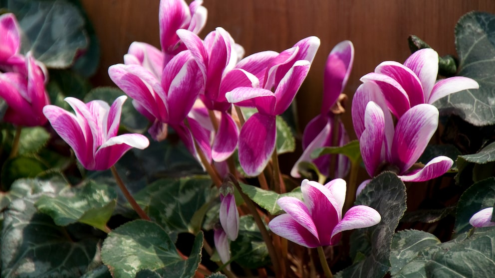 Zimmer-Alpenveilchen (Cyclamen Persicum)