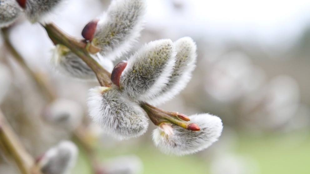 Das Weidenkätzchen läutet den Frühling ein