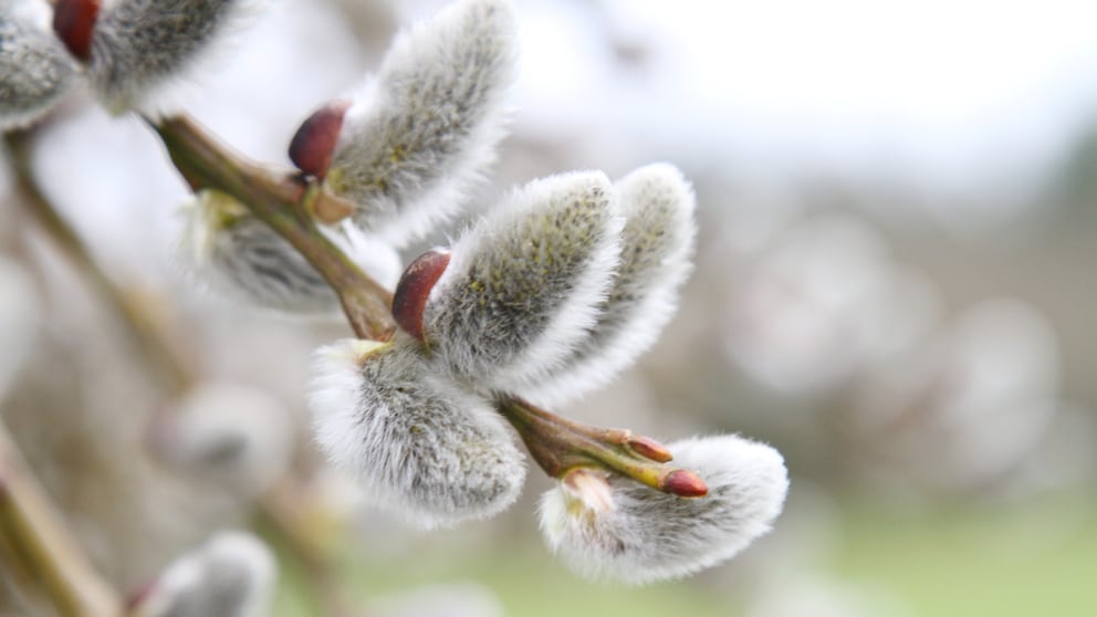 Das Weidenkätzchen läutet den Frühling ein