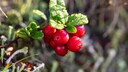 Cranberries