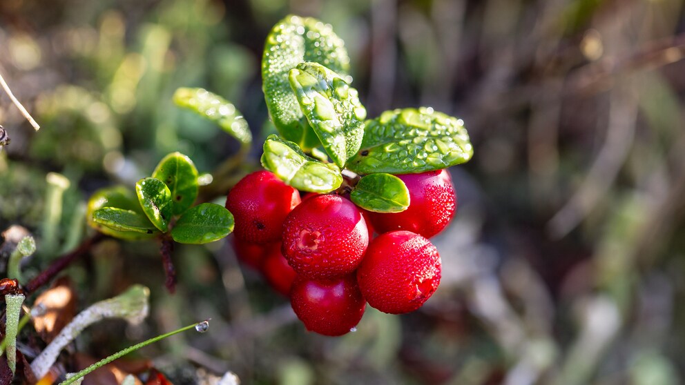 Cranberries