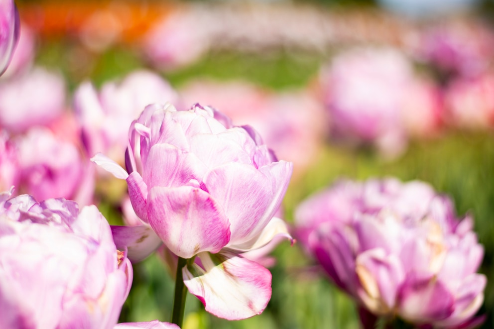 Die Tulpensorte „Sweet Desire&quot; ist eine gefüllte Tulpenart, sie ist ein echter Blickfang 