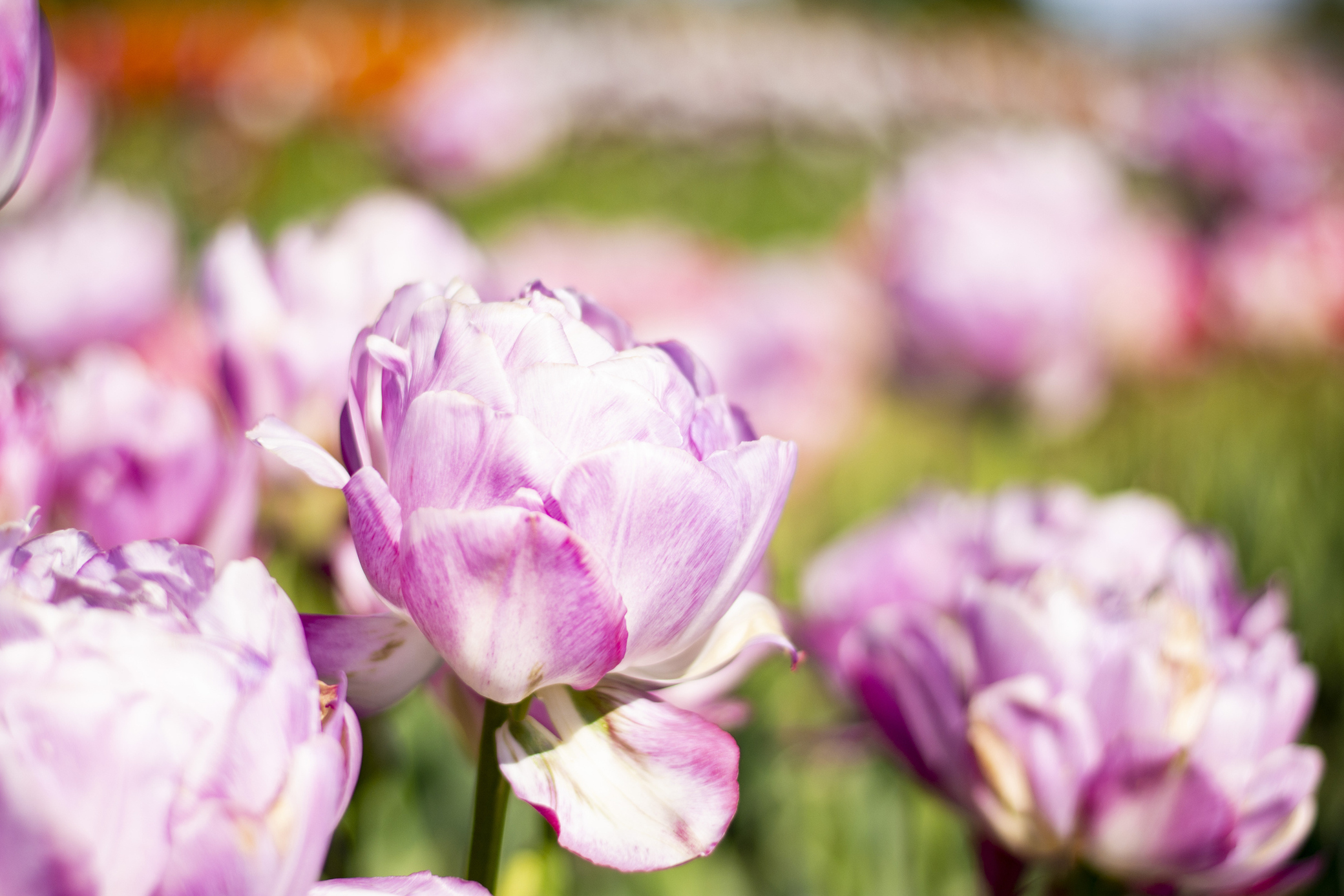 6 ausgefallene Tulpensorten, die nicht jeder kennt