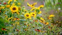 Sonnenblumen zählen zu den einjährigen Pflanzen