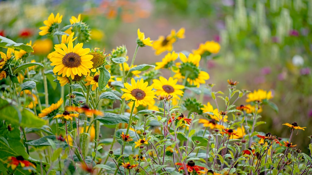 Sonnenblumen zählen zu den einjährigen Pflanzen