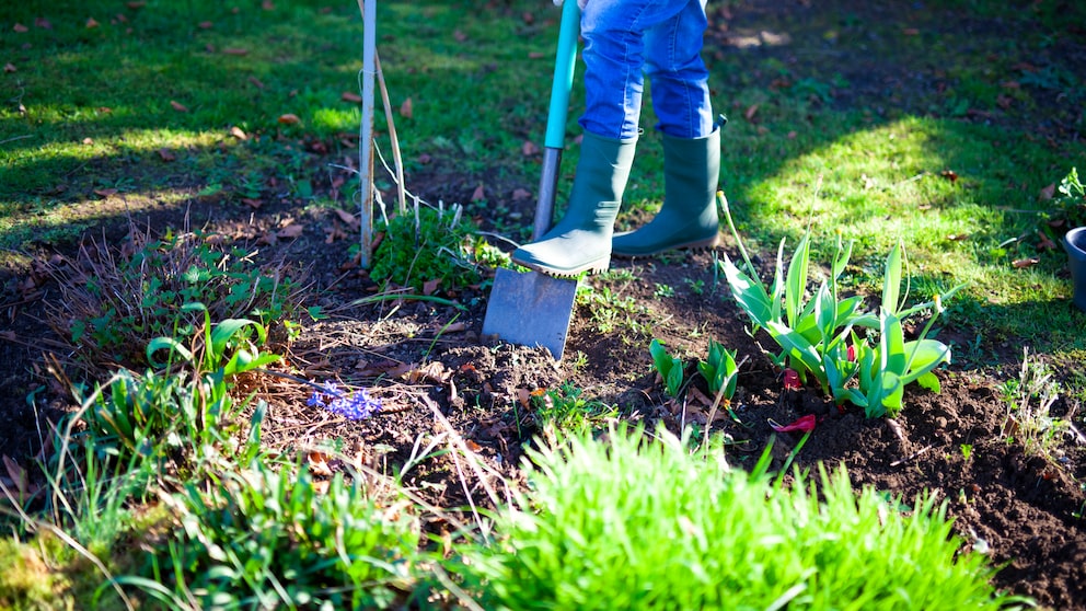 Frau gräbt Beet im Garten um