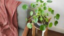 Pilea