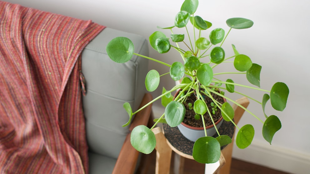 Pilea