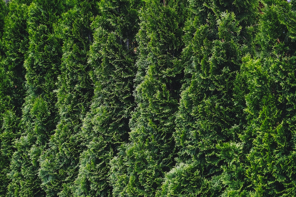 Je nach Sorte könne Thuja Hecken bis zu fünf Meter groß werden