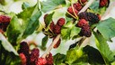 Maulbeeren
