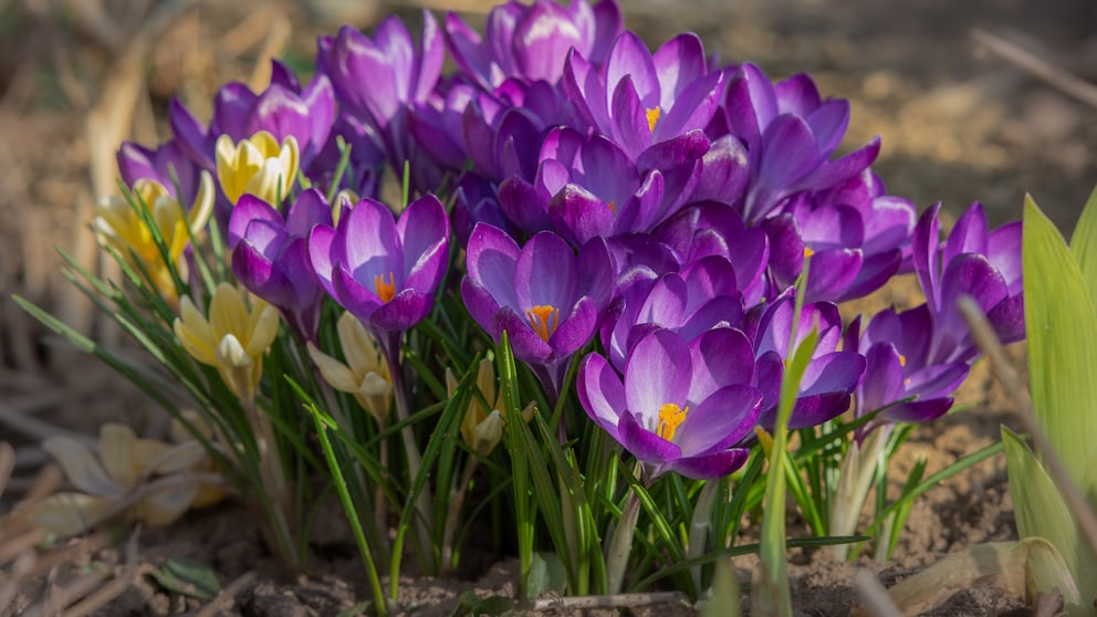 Frühblüher, wie hier Krokusse, erfreuen das Auge schon in den Wintermonaten