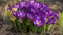 Frühblüher, wie hier Krokusse, erfreuen das Auge schon in den Wintermonaten