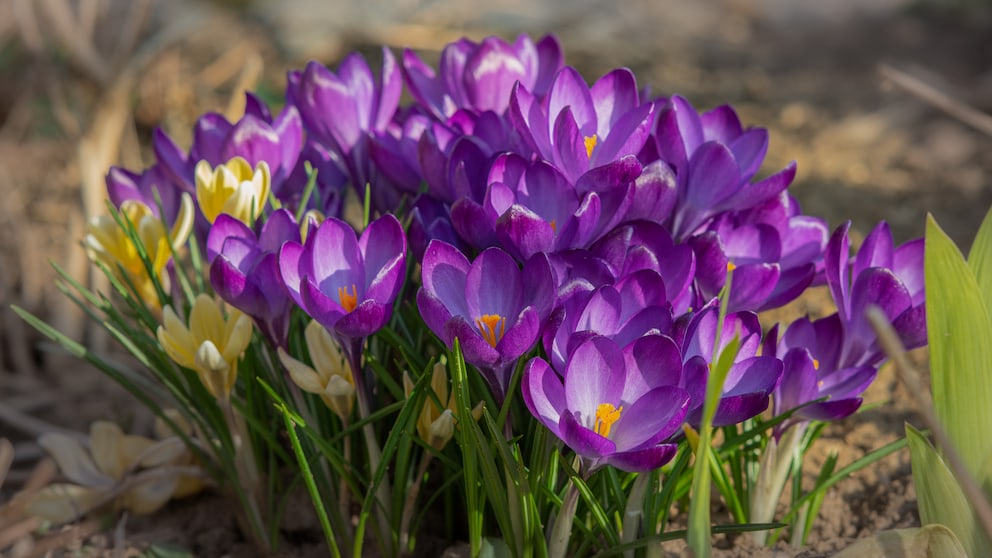 Frühblüher, wie hier Krokusse, erfreuen das Auge schon in den Wintermonaten