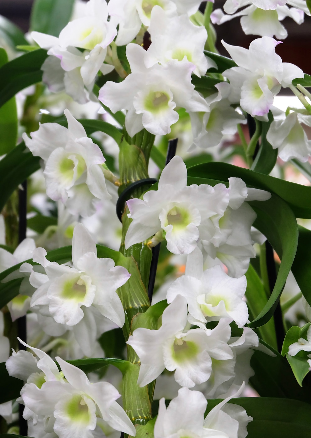 Dendrobium-Orchidee braucht ein etwas anders Substrat als andere Orchideen