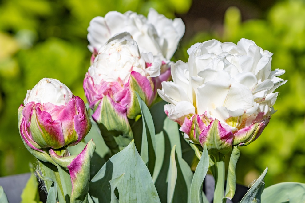 Die Ice Cream Tulpe ist eine Züchtung, die optisch an eine Eiskugel erinnert