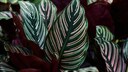 Calathea