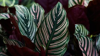 Calathea