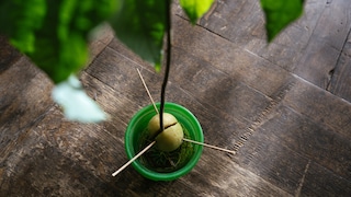 Avocados zu züchten ist gar nicht so schwer, aber man braucht etwas Geduld
