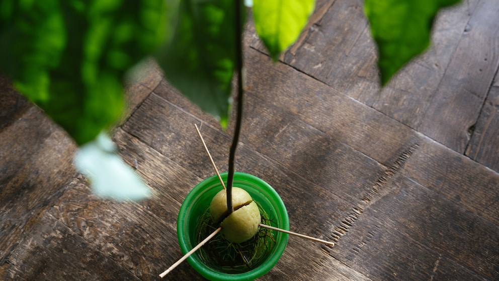 Avocados zu züchten ist gar nicht so schwer, aber man braucht etwas Geduld