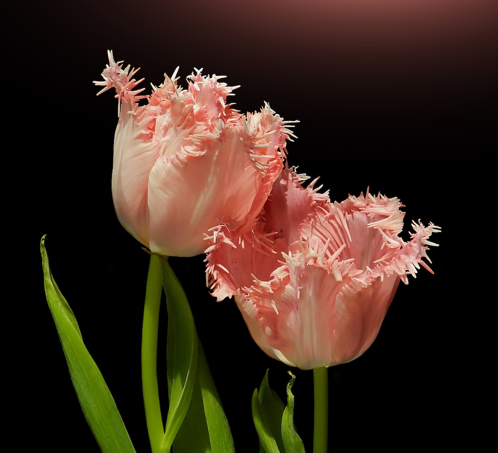 Die Crispa Tulpe zeichnet sich durch ihre Fransen an den Blütenblättern aus