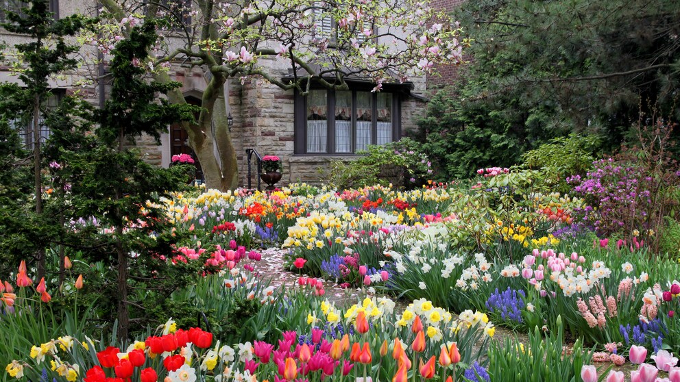 Tulpen sind das Markenzeichen für den Frühling, es gibt allerdings ein paar Tulpensorten, die nicht jeder kennt, die dem Garten aber das gewisse Etwas geben