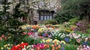 Tulpen sind das Markenzeichen für den Frühling, es gibt allerdings ein paar Tulpensorten, die nicht jeder kennt, die dem Garten aber das gewisse Etwas geben