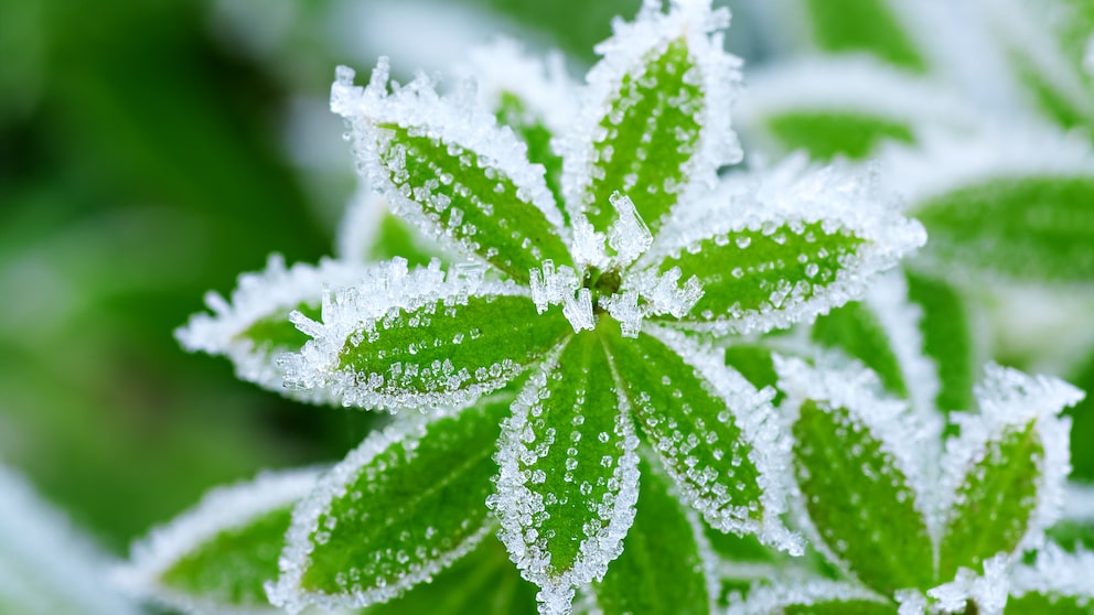 Neue Forschungsergebnisse zeigen, wie sich Pflanzen vor Frost schützen können