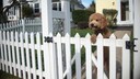 Hund schaut über den Gartenzaun