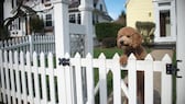 Wie hoch darf ein Gartenzaun sein? Regelungen im Überblick