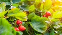 Erdbeeren pflanzen