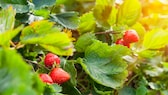 Erdbeeren pflanzen