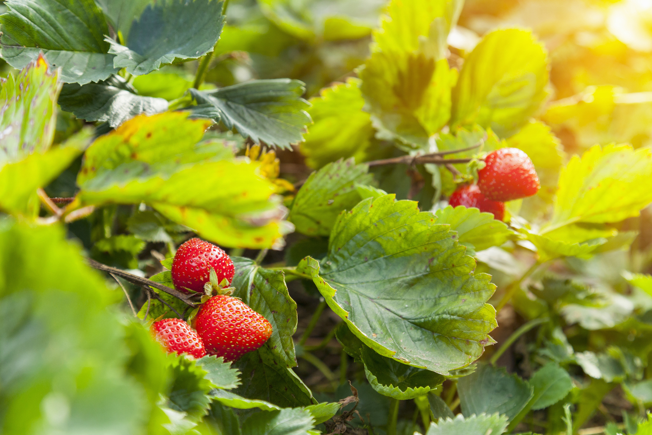 Erdbeeren im Garten: Pflanz- und Pflegetipps