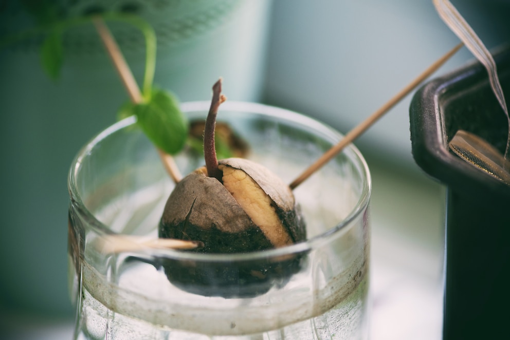 Eine beliebte Methode für die Anzucht von Avocados ist es, den Kern in einem Wasserglas austreiben zu lassen