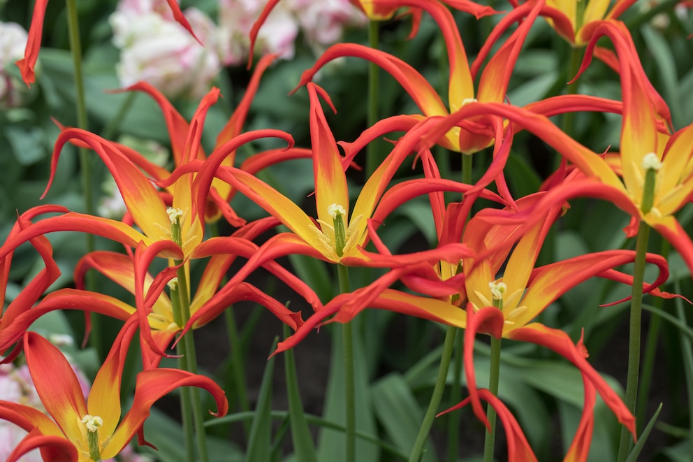 Die Acuminator Tulpe wirkt mit ihren verspielten Blütenblättern