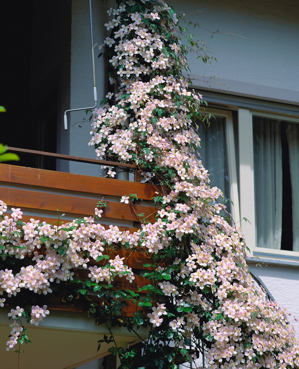 Kletterpflanzen, Die Sich Als Sichtschutz Für Den Balkon Eignen